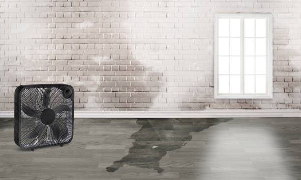 Best Water damage restoration near me  in Palm Harbor, FL